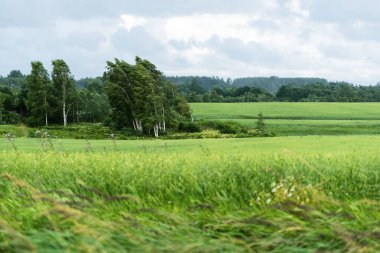 Fırtınalı mavi gökyüzünün altındaki yeşil alan. Arka planda huş ağaçları ve orman var. Kara fırtına bulutları. Kır manzarası. Letonya