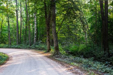 Yeşil ağaçların arasından geçen toprak bir yol. Akşam güneşi ve gölgeler. Yaz kır manzarası. Kemeri, Letonya