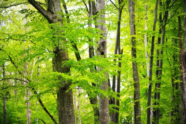 Yaz ormanı manzarası. Yeşil kayın ormanı, yakın ağaçlar. Almanya