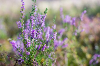Ormanda sabah oldu. Çiçek açan pembe kenevir çiçekleri. Letonya