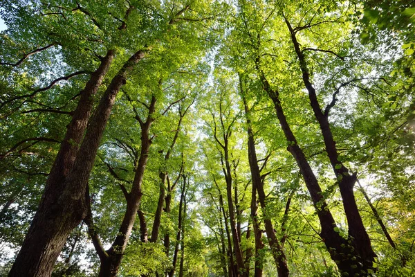 Літній Пейзаж Алея Через Високі Зелені Дерева Міському Парку Яскраве — стокове фото