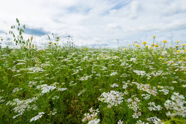 Divoké Květiny Zblízka Panoramatický Pohled Kvetoucí Heřmánkové Pole Zatažená Modrá — Stock fotografie