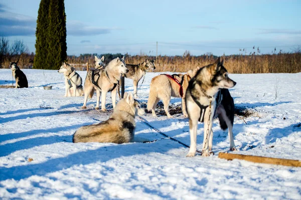 Husky Wandelen Spelen Sneeuw Een Heldere Zonnige Winterdag Lapland Finland — Stockfoto