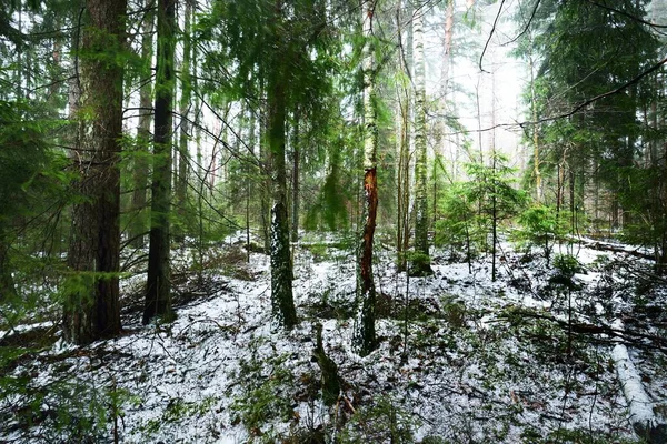 Caminho Através Floresta Perene Misteriosa Coberta Neve Pinheiro Abeto Abeto — Fotografia de Stock