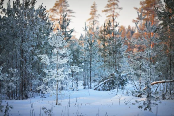 Genévrier Épicéa Pins Coucher Soleil Forêt Conifères Après Blizzard Pays — Photo
