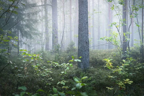 Pine Fir Trees Morning Fog Dark Forest Scene Kemeri Latvia — Stock Photo, Image