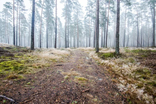 Het Boslandschap Ochtendmist Door Pijnbomen Een Bewolkte Winterdag Letland — Stockfoto