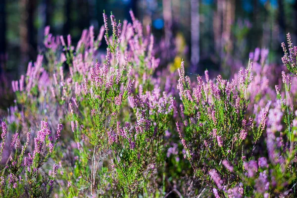 Morning in the forest. Blooming pink heather flowers close-up. Latvia