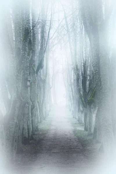 Country Landscape Empty Dirt Road Mossy Trees Strong Morning Fog — Stock Photo, Image