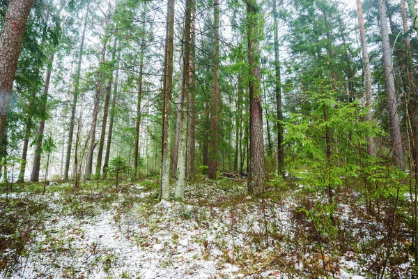 Paisagem Rural Inverno Névoa Branca Floresta Coberta Neve Pinhais Pura — Fotografia de Stock