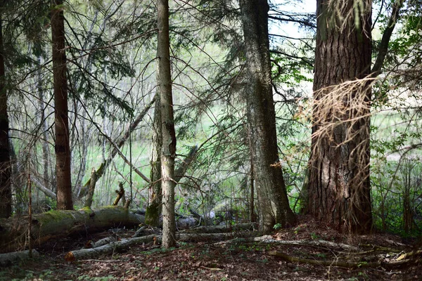 Cena Floresta Escura Árvores Verdes Ramos Musgosos Fechar — Fotografia de Stock