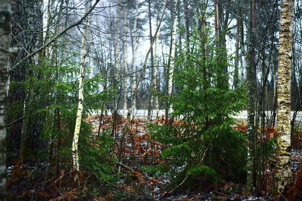 Abedules Abetos Cerca Escarcha Suelo Escena Del Bosque Invierno Letonia —  Fotos de Stock