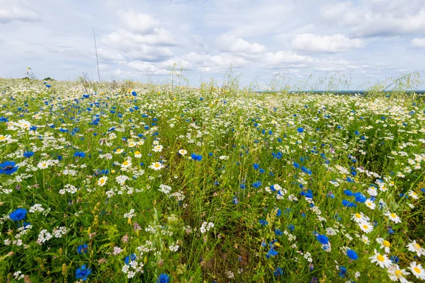 Divoké Květiny Zblízka Panoramatický Pohled Kvetoucí Heřmánkové Pole Zatažená Modrá — Stock fotografie