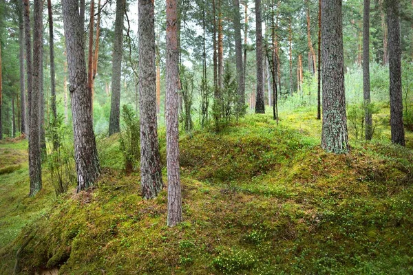 Yaz Manzarası Yağmurdan Sonra Çam Ormanı Ağaçlar Yosunlar Eğreltiotu Yakından — Stok fotoğraf