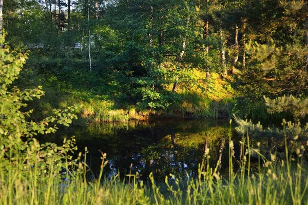 Uma Vista Pequeno Rio Florestal Bétulas Verdes Close Luz Quente — Fotografia de Stock