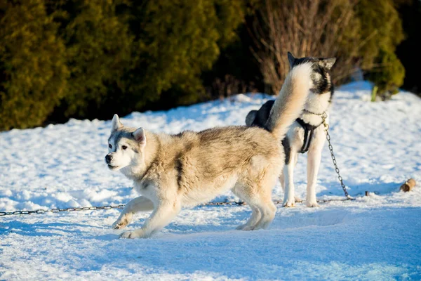 Husky Spaceruje Bawi Się Śniegu Słoneczny Zimowy Dzień Laponia Finlandia — Zdjęcie stockowe