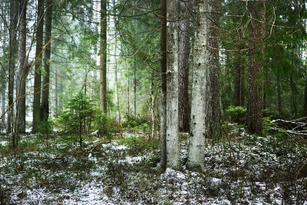 Percorso Attraverso Una Misteriosa Foresta Sempreverde Innevata Pino Abete Rosso — Foto Stock