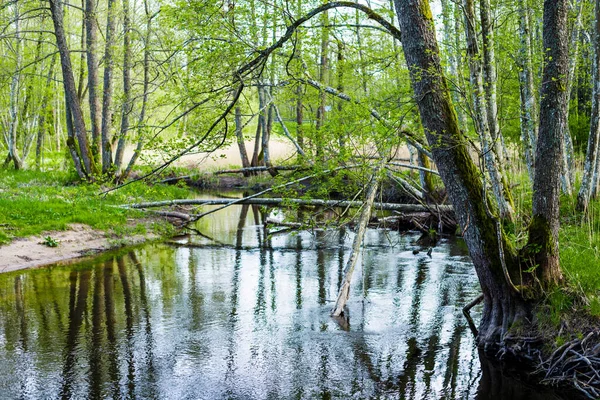 Letni Krajobraz Las Rzeki Zielone Drzewa Zbliżenie Finlandia — Zdjęcie stockowe