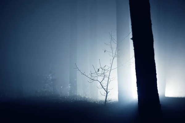 Dark forest scene. Light rays through the silhouettes of the pine and birch trees at night. Sigulda, Latvia