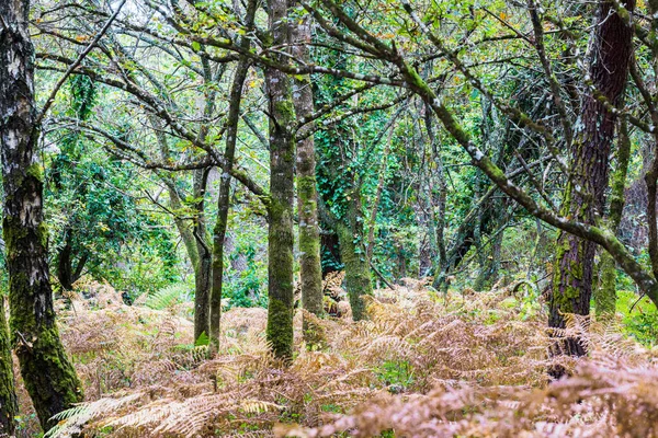 Autumn Forest Landscape Moss Covered Trees Ferns Colorful Leaves Carnac — Stock Photo, Image