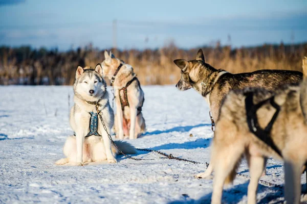 Husky Wandern Und Spielen Schnee Einem Klaren Sonnigen Wintertag Lappland — Stockfoto