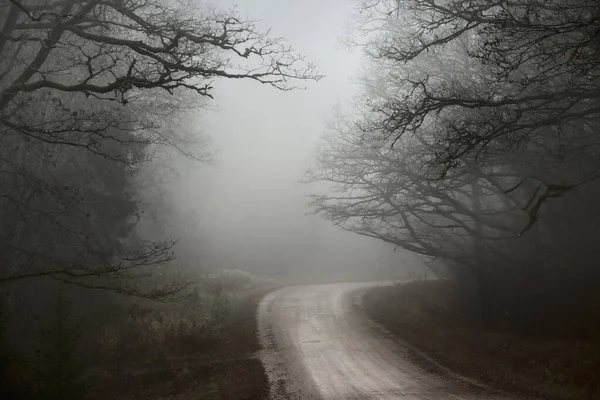 田舎の風景 強い朝の霧の中で 古い木を介して空の未舗装の道路 背景の森 ラトビア — ストック写真