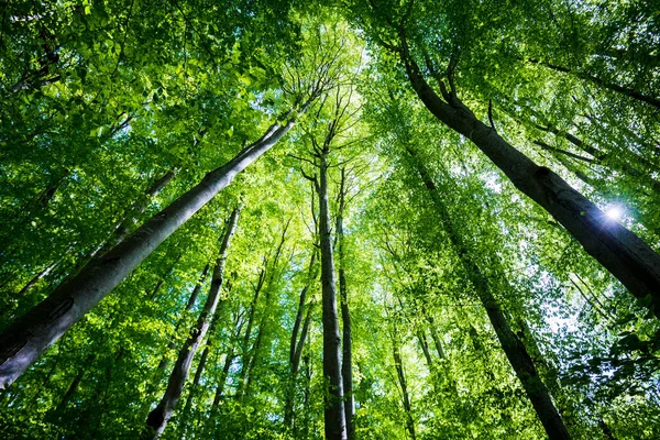 Paisaje Forestal Verano Bosque Haya Verde Árboles Primer Plano Alemania — Foto de Stock