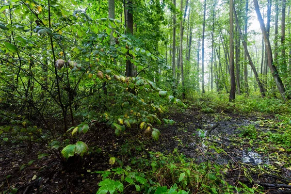 Una Vista Verde Bosque Pantanoso Después Lluvia Rayos Sol Través — Foto de Stock