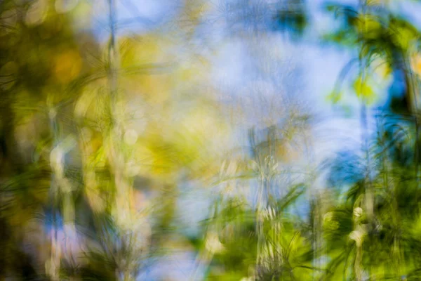 Sunny Summer Day Forest Green Leaves Abstract Texture Close — Stock Photo, Image