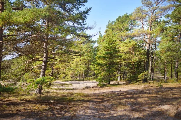 Evergreen forest near the rocky seashore of the Hanko Peninsula, Gulf of Finland. Green trees, plants, stones, moss and fern. Pure nature, ecotourism, travel destinations, environmental conservation