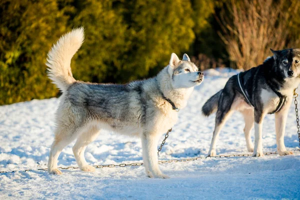 Husky Camminare Giocare Nella Neve Una Chiara Giornata Invernale Soleggiata — Foto Stock