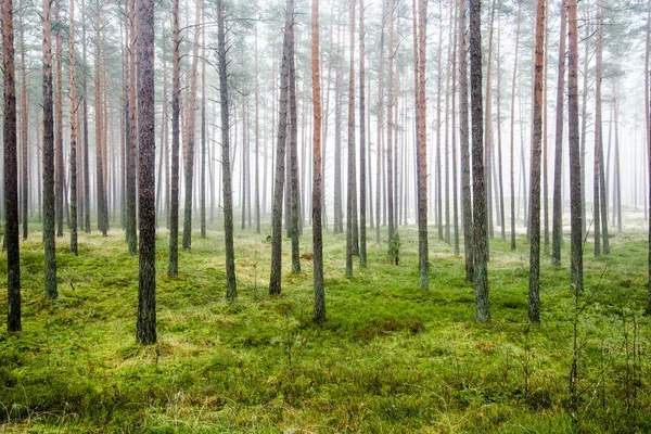 Лесной Пейзаж Утренний Туман Сквозь Сосны Облачный Зимний День Латвия — стоковое фото