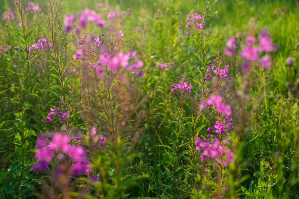 Roze Bloemen Bij Zonsondergang Van Dichtbij Bloeiend Veld Zomer Landschap — Stockfoto