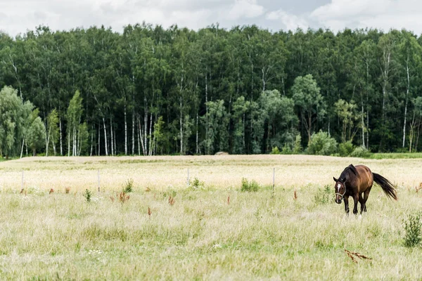 Paisagem Rural Verão Cavalos Campo Verde Dia Nublado Floresta Fundo — Fotografia de Stock