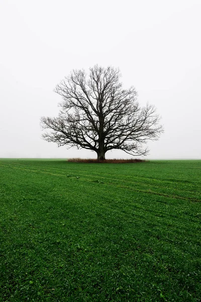 Country Landscape Empty Green Agricultural Field Strong Morning Fog Old — Stock Photo, Image