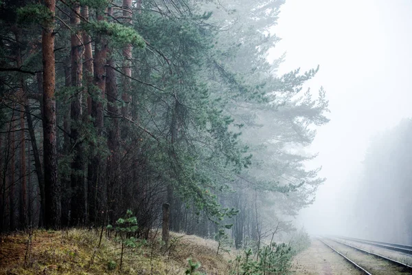 Morgens Neblige Eisenbahn Hintergrund Kiefern Lettland — Stockfoto