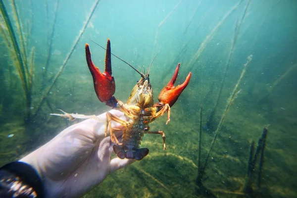 Lagostim Europeu Astacus Astacus Mão Por Mergulhador Habitat Natural Lago — Fotografia de Stock