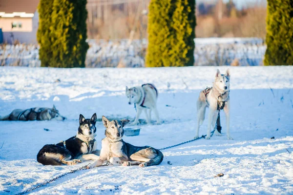 Husky Wandelen Spelen Sneeuw Een Heldere Zonnige Winterdag Lapland Finland — Stockfoto