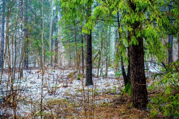 Зимний Пейзаж Белый Туман Лесу Сосны Чистый Утренний Свет Германия — стоковое фото