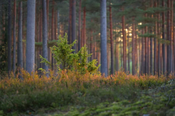 Paesaggio Rurale Autunnale Scena Della Foresta Oscura Pini Tramonto Foglie — Foto Stock