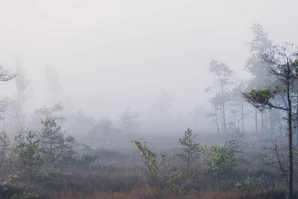 Swamp Sunrise Young Pine Trees Close Fog Clear Blue Morning — Stock Photo, Image