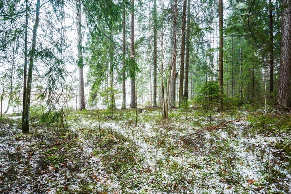 Zimní Krajina Bílá Mlha Zasněženém Lese Borovice Čisté Ranní Světlo — Stock fotografie