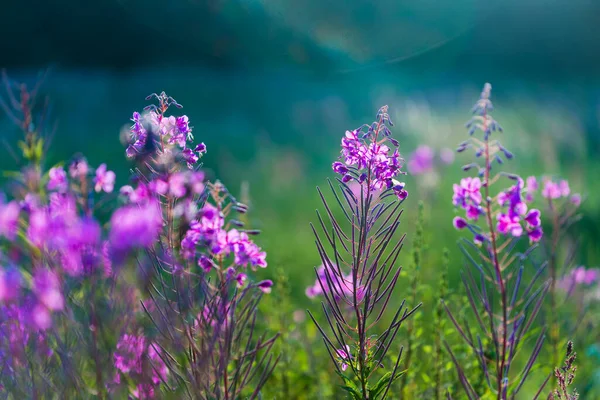 Růžové Květy Při Západu Slunce Zblízka Kvetoucí Venkovské Hřiště Letní — Stock fotografie