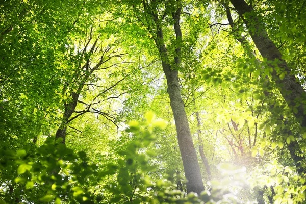 Paisagem Florestal Verão Floresta Faia Verde Árvores Fechadas Alemanha — Fotografia de Stock