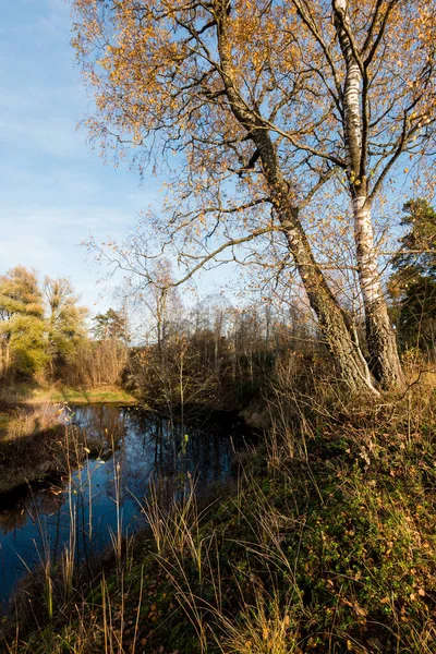 Sonbahar kırsal arazisi. Orman nehri ve arka planda ağaçlar. Gün batımında, Letonya 'da mavi gökyüzüne karşı altın huş ağacı.
