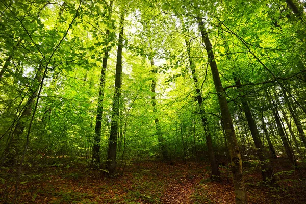 Paisagem Florestal Verão Floresta Faia Verde Árvores Fechadas Alemanha — Fotografia de Stock