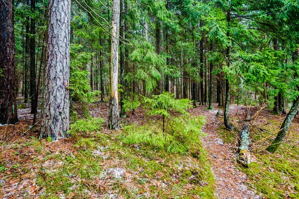 Winter country landscape. White mist in the forest. Pine trees and pure morning light. Forest walkway. Germany