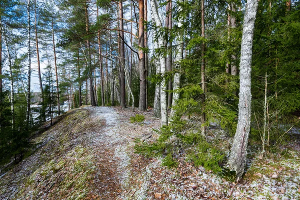 Sentiero Attraverso Collina Innevata Una Foresta Mista Conifere Pini Verdi — Foto Stock