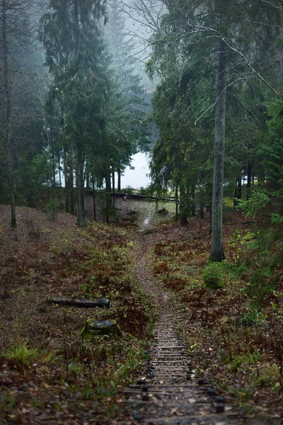 Morgondimma Vägen Till Skogssjön Tall Och Gran Träd Närbild Grekland — Stockfoto