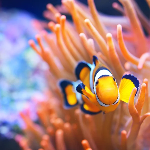 Amphiprion Ocellaris Bohóc Anemonban Természetes Tengeri Békászó — Stock Fotó